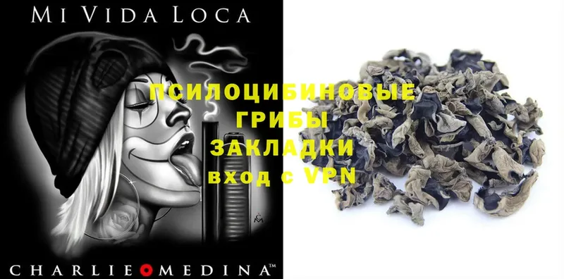 Галлюциногенные грибы Psilocybine cubensis  omg ссылка  Алексин 